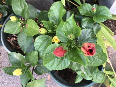 ～夏季休業日のお知らせ～