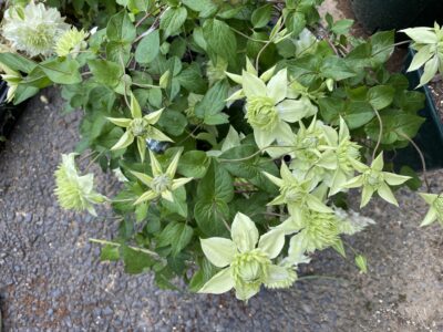 ～ゴールデンウィーク休業日のお知らせ～